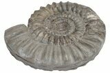 Jurassic Fossil Ammonite (Arnioceras) - United Kingdom #219953-1